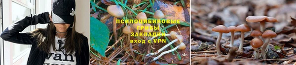 apvp Дмитров